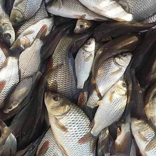 تصویر 2 از ماهی کپور بچه با بافت نرم و مناسب وعده های سبک و روزانه